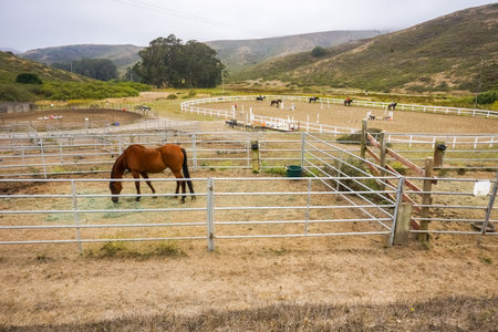 Miwok Livery Stables, CA/USA, August 6, 2016 - Riding lessons in the Marin Headlands