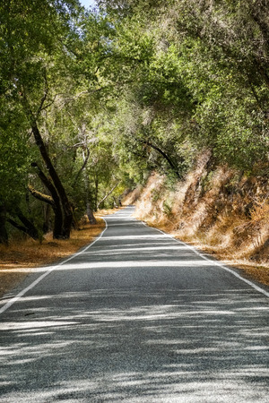 Scenic shot of narrow road along trees in the forest, Henry W. Coe State Park, Californiaの写真素材
