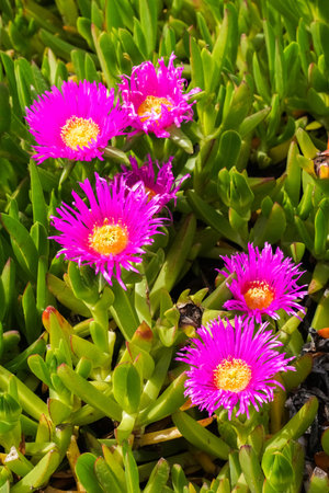 Purple Carpobrotus edulis flower, Californiaの写真素材