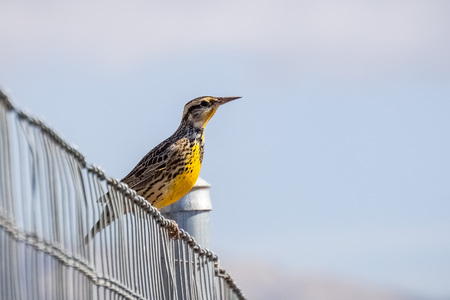 Western Meadowlark sitting on a fence, Martial Cottle Park, San Jose, Californiaの写真素材