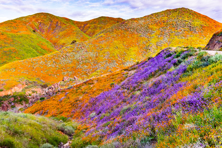 Landscape in Walker Canyon during the superbloom, California poppies covering the mountain valleys and ridges, Lake Elsinore, south California