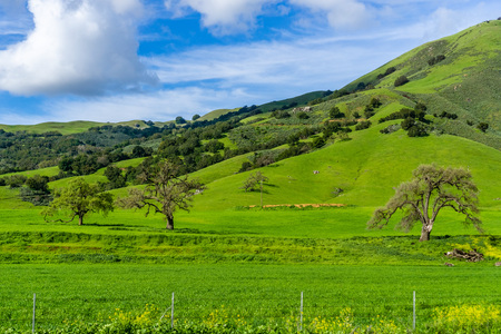 Bright green hills and white, fluffy clouds on a sunny day in south San Francisco bay area, Californiaの写真素材