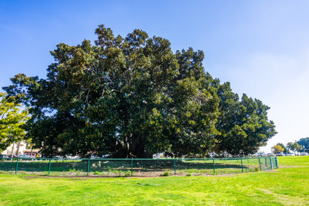 Large Moreton Bay Fig (Ficus macrophylla) tree in Balboa Park older than 100 years (planted in...