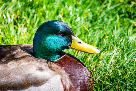 Close up of brightly colored head of a male mallard duck (Anas platyrhynchos); green grass meadow in the background; San Diego, Californiaの写真素材