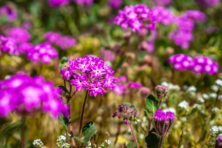 Close up of desert sand-verbena (Abronia villosa) blooming in Anza Borrego Desert State Park, San Diego county, Californiaの写真素材