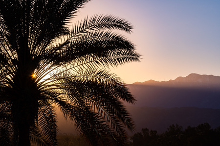 Sunlight illuminating a palm tree at sunset, Palm Springs, Californiaの写真素材