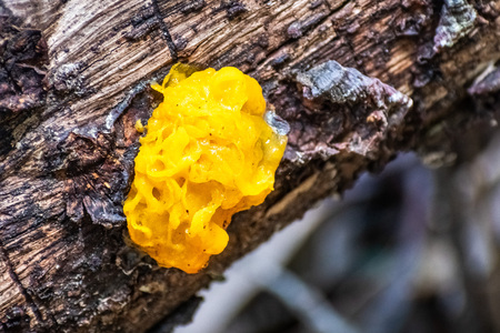 Witches' butter (Tremella mesenterica) growing on a tree trunk in the forests of Marin County, north San Francisco bay area, Californiaの写真素材