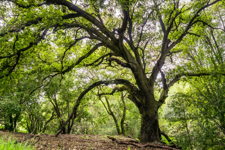 Large coast live oak tree providing shade, San Jose, south San Francisco bay area, Californiaの写真素材