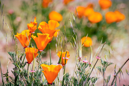 California Poppies (Eschscholzia californica) growing on a meadow, Fremont, east San Francisco bay, Californiaの写真素材