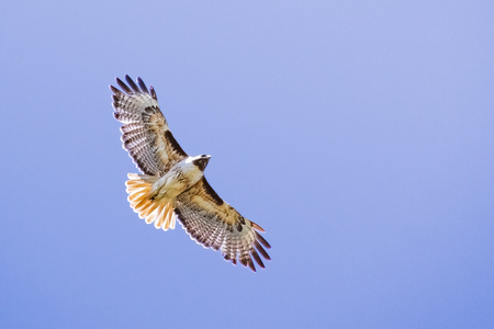 Flying Red-tailed Hawk (Buteo jamaicensis); blue sky background, Fremont, east San Francisco bay area, Californiaの写真素材
