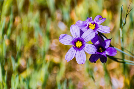Close up of Blue-Eyed Grass (Sisyrinchium bellum) wildflowers blooming in spring, East San Francisco...