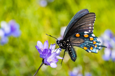 Close up of Pipevine swallowtail (Battus philenor) drinking nectar from a Blue Dick (Dichelostemma...