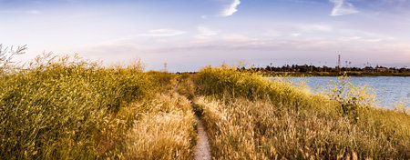 Walking path lined up with Black mustard (Brassica nigra) wildflowers, San Jose, San Francisco bay...