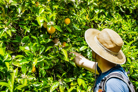 Unidentified person picking oranges, San Jose, South San Francisco bay area, Californiaの写真素材