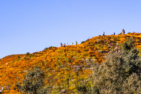 March 16, 2019 Lake Elsinore / CA / USA - People visiting the Walker Canyon area during the superbloom; California poppies blooming on the mountain ridges and valleysのeditorial素材