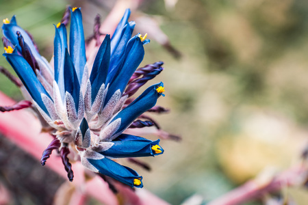 Close up of blooming Puya coerulea plant, native to Chileの写真素材