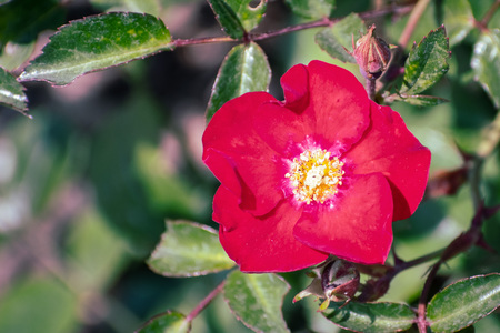 Close up of blooming red rose on a green backgroundの写真素材