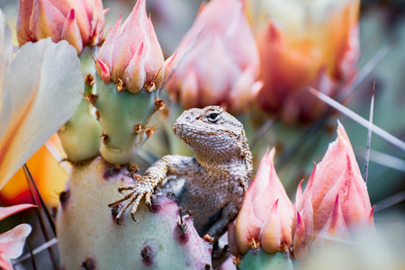 Western fence lizard (Sceloporus occidentalis) sitting among blooming Prickly Pear (Opuntia fragilis) cactus flowers ; San Francisco bay area, California; side view; blurred backgroundの写真素材