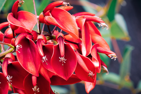 Cockspur coral tree (Erythrina crista-galli) is a flowering tree in the family Fabaceae, native to South America; widely planted as a street or garden tree in other countries, notably in Californiaの写真素材