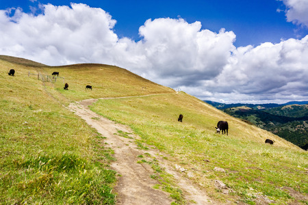 Hiking trail through the hills of south San Francisco bay area; cattle grazing on the hillsides; San Jose, Californiaの写真素材