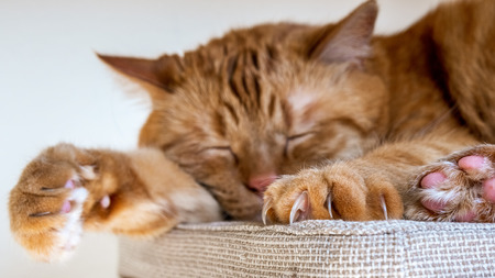 Large orange cat sleeping on a chair; Selective focus on large claws visible on one of the front pawsの写真素材