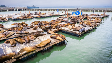 Sea lions resting on wooden platforms at Pier 39, one of the landmarks of San Franciscoの写真素材