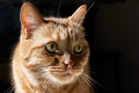Orange cat looking to the right; illuminated by bright sun on one side; dark backgroundのeditorial素材