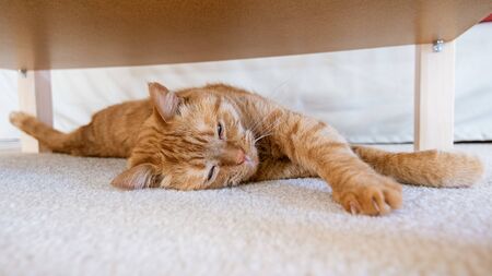 Cat sleeping on the floor, under a tableの写真素材