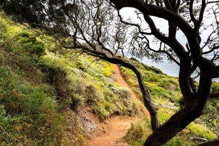 Walking path on the Pacific Ocean coastline; foggy day; Marin Headlands, San Francisco bay area,...