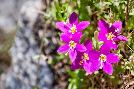 Canchalagua (Zeltnera venusta) wildflowers blooming in Yosemite National Park, Sierra Nevada mountains, Californiaの写真素材