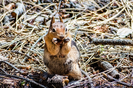 Frontal view of cute chipmunk eating seeds from the ground, Yosemite National Park, California