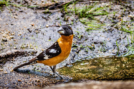Black-headed Grosbeak (Pheucticus melanocephalus) sitting on the water's edge, Yosemite National...