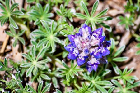 Close up of Sky Lupinus (Lupinus Nanus) wildflower blloming in Yosemite National Park, Californiaの写真素材