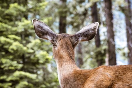 Back view of Young black-tailed deer head, Yosemite National Park, Californiaの写真素材