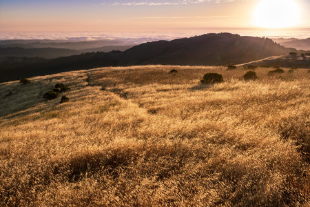 Dry grass shining in the sunset sun, sea of clouds visible in the background, Santa Cruz mountains,...