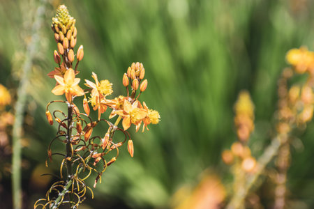 Narthecium flowers used for landscaping purposes on the streets of San Francisco Bay area,...