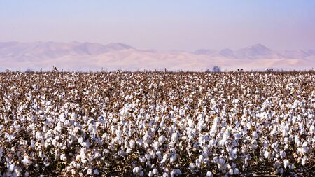 Cotton field ready for harvesting; pollution and haze visible in the air, making hard to see the mountains in the background;  Central Californiaの写真素材