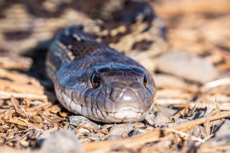 Close up of Pacific Gophersnake (Pituophis catenifer catenifer) head laying on the ground on a sunny day; Merced National Wildlife Refuge, Central Californiaの写真素材