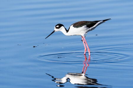 Black-necked Stilt feeding in the shallow wetlands of Merced National Wildlife Refuge, Central Californiaの写真素材