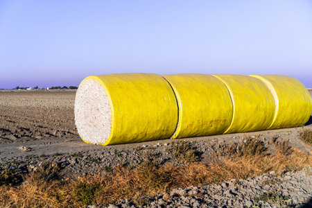 Cotton bales arranged in a row next to a harvested field, ready for pick up; Central California,...