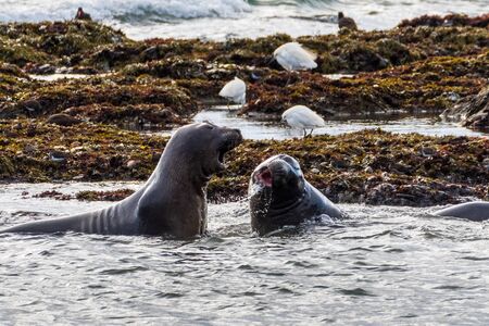 Northern elephant seals (Mirounga angustirostris) fighting during mating season in shallow water at low tide, Ano Nuevo State Park, Pacific Ocean coastline, Californiaの写真素材