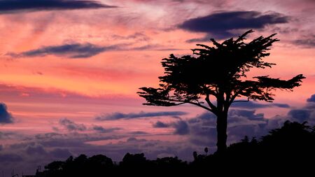 Cypress tree silhouette on a colorful sunset sky, Santa Cruz, Californiaの写真素材