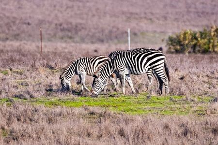 A group of Zebras, part of the Hearst Castle remaining zebra herd, roaming free on the pastures of San Simeon, Pacific Ocean Coastline, Central Californiaの写真素材
