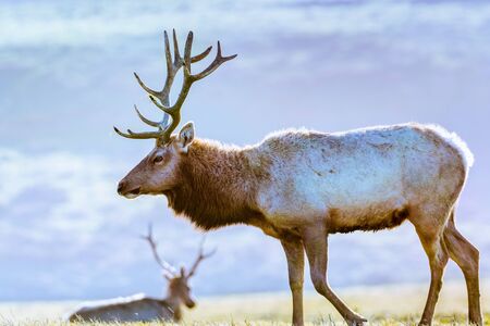 Close up of male Tule elk (Cervus canadensis nannodes) grazing on the grasslands of Point Reyes National Seashore, Pacific Ocean shoreline, California; Tule elk are endemic to Californiaの写真素材