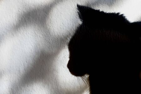 Shadow of the profile of a cat head on the wallの写真素材