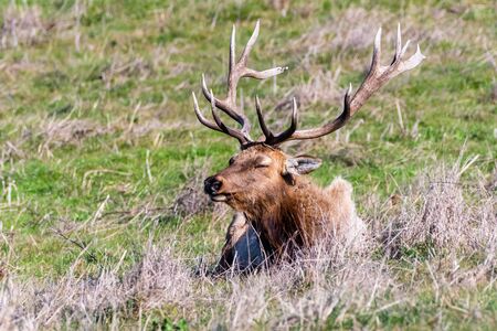 Close up of male Tule elk (Cervus canadensis nannodes) resting on a meadow in Point Reyes National Seashore, Pacific Ocean shoreline, California; Tule elk are endemic to Californiaの写真素材