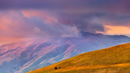 Sunset view of storm clouds covering the top of Mission Peak; cattle visible on a pasture in the...