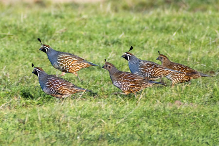 Flock of California Quail (Callipepla californica) running on the grasslands of Point Reyes National...