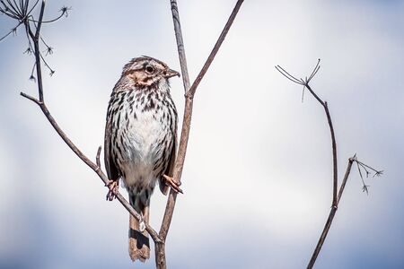Close up of Song sparrow (Melospiza melodia) perched on a dry fennel plant; San Francisco bay area, Californiaの写真素材