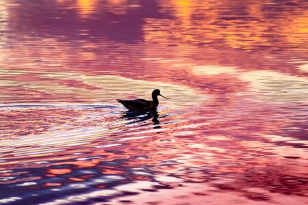 American avocet bird swimming at sunset in the tidal marshes of Alviso, Don Edwards San Francisco Bay National Wildlife Refuge, San Jose, Californiaの写真素材